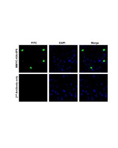 anti-C-MYC Antibody (Mouse - Clone #8F8) - Monoclonal