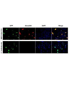anti-C-MYC Antibody (Mouse - Clone #7C12) - Monoclonal