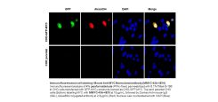 anti-C-Myc Antibody (Mouse - Clone# 4E10) - Monoclonal