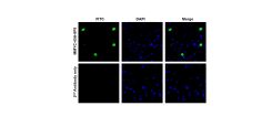 anti-C-MYC Antibody (Mouse - Clone #8F8) - Monoclonal