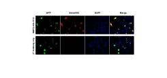 anti-C-MYC Antibody (Mouse - Clone #7C12) - Monoclonal